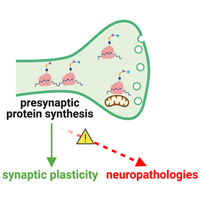 Perrone-Capano et Al